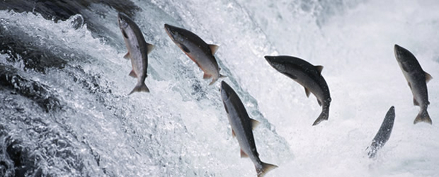 Arranca la temporada de salmón salvaje de Alaska
