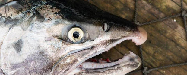 En busca de la mejor receta con salmón salvaje de Alaska