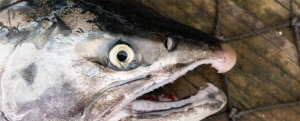 Imagen de En busca de la mejor receta con salmón salvaje de Alaska