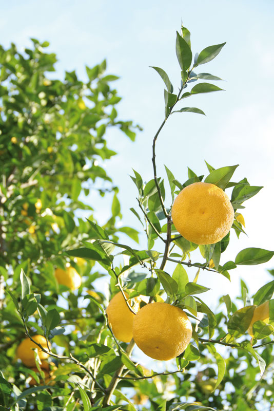 El Yuzu (Citrus Junos) es el fruto de un árbol espinoso