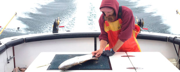 Concurso de cortos con salmón salvaje de Alaska