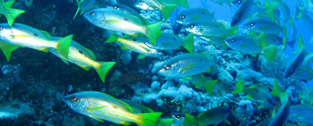 Los océanos como despensa y futuro en el II Encuentro de los Mares