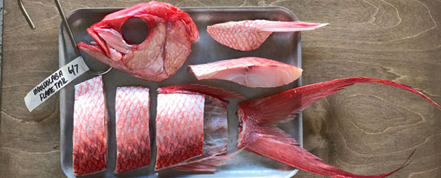 Josh Niland y la maduración en el pescado: claves y ventajas