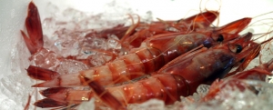 Imagen de En busca del mejor plato con gamba roja de Denia