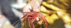 Imagen de La gamba roja, inexplorado tesoro mediterráneo