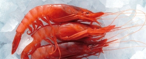 Ocho finalistas, a por el Concurso Internacional de Cocina Creativa de la Gamba Roja de Dénia Imagen de Ocho finalistas, a por el Concurso Internacional de Cocina Creativa de la Gamba Roja de Dénia