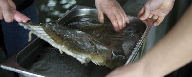 El Ike Jime y su influencia en la calidad del pescado