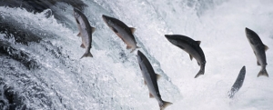 Imagen de Arranca la temporada de salmón salvaje de Alaska