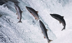 Imagen de 2014, año prometedor para el salmón